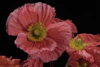 Pink flower in closeup